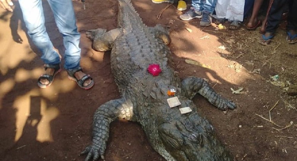 Hindistan’da bir timsahın cenazesine 500 kişi katıldı