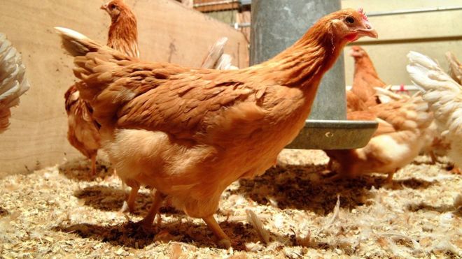 İskoç uzmanlar ‘kanser ilaçları yumurtlayan’ tavuk yetiştirdi