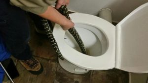 Avustralyalı kadını tuvalette piton yılanı ısırdı