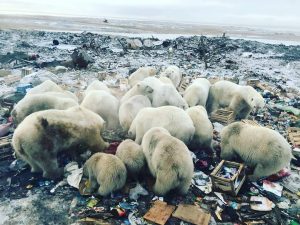 Kutup ayıları şehre indi, acil durum ilan edildi
