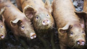 Rusya’da 56 yaşındaki bir kişiyi ‘beslediği domuzlar yedi’