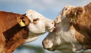 İngiltere’de inekler için online arkadaşlık sitesi kuruldu