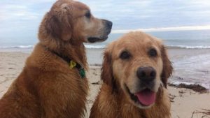 Köpeklerini vegan olarak yetiştiren kadın: İki köpeğim de sağlıklı ve mutlu