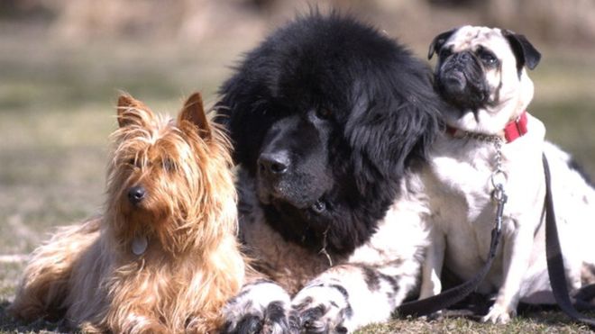 Fransa’da bir belediye başkanı köpeklerin havlamasını yasakladı