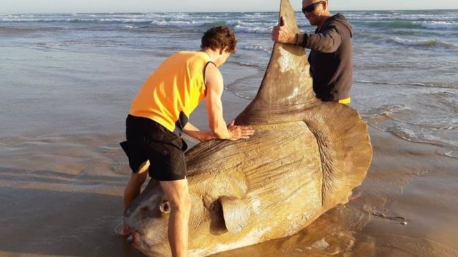 Sahile vuran yaklaşık 2 metrelik güneş balığı viral oldu