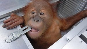 Endonezya’da bagajında orangutan kaçırmaya çalışan Rus turist yakalandı