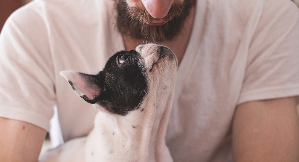 İsviçreli bilim insanları: Köpekler sakallı erkeklerle karşılaştırıldığında temiz sayılır