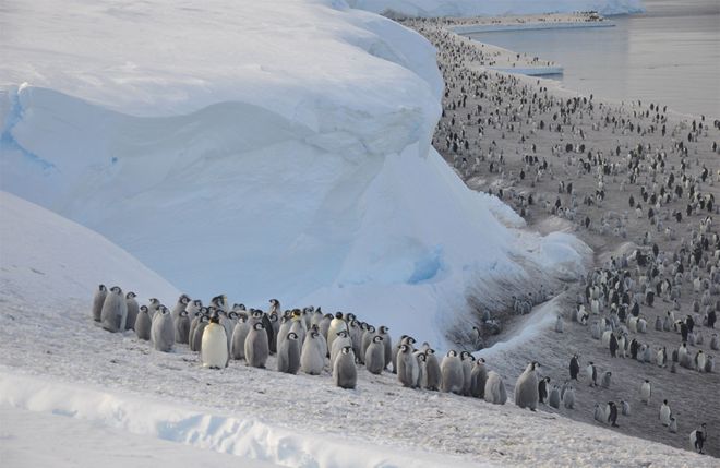 Antarktika’da buz tabakası parçalandı, binlerce yavru penguen boğuldu