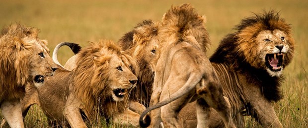 Güney Afrika’da bir kaçak avcıyı fil öldürdü, aslanlar yedi