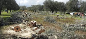 Olive tree killer disease still poses risk to Europe