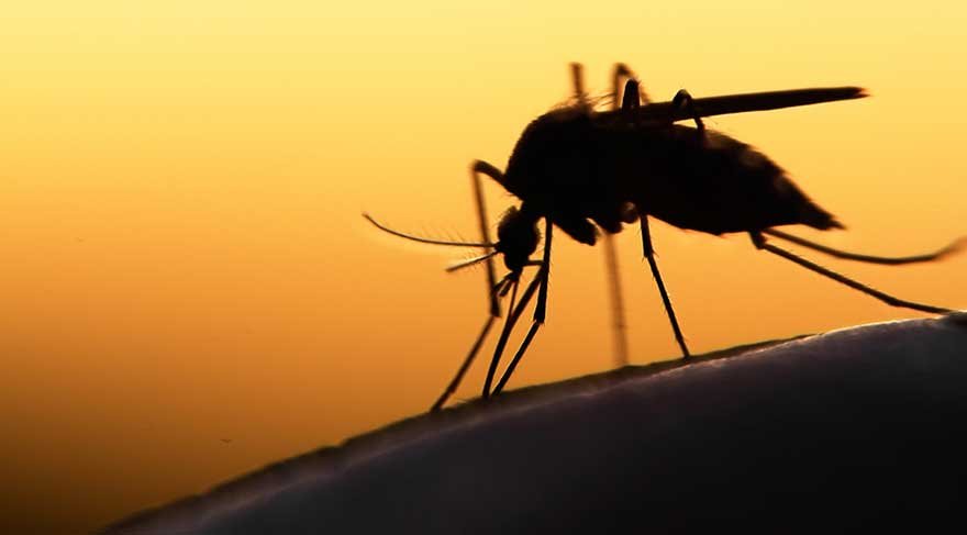 Genetiği değiştirilmiş mantarlar, sıtma taşıyan sivrisinekleri hızla öldürebiliyor
