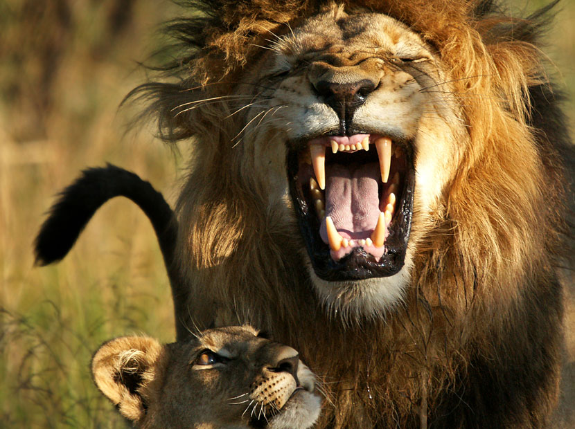 14 aslan kaçtı, yetkililer “Evlerinizden çıkmayın” uyarısı yaptı