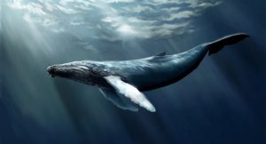 Rusya, kötü koşullarda tutulan balinaları serbest bırakmaya başladı