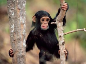 ‘İngiltere’de bazı zenginler düğünlerde şempanze eti yiyor’ iddiası…