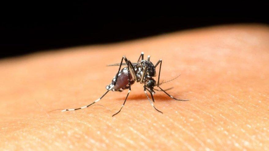 KKTC’de ”Batı Nil Virüsü” alarmı! 1 kişi hayatını kaybetti