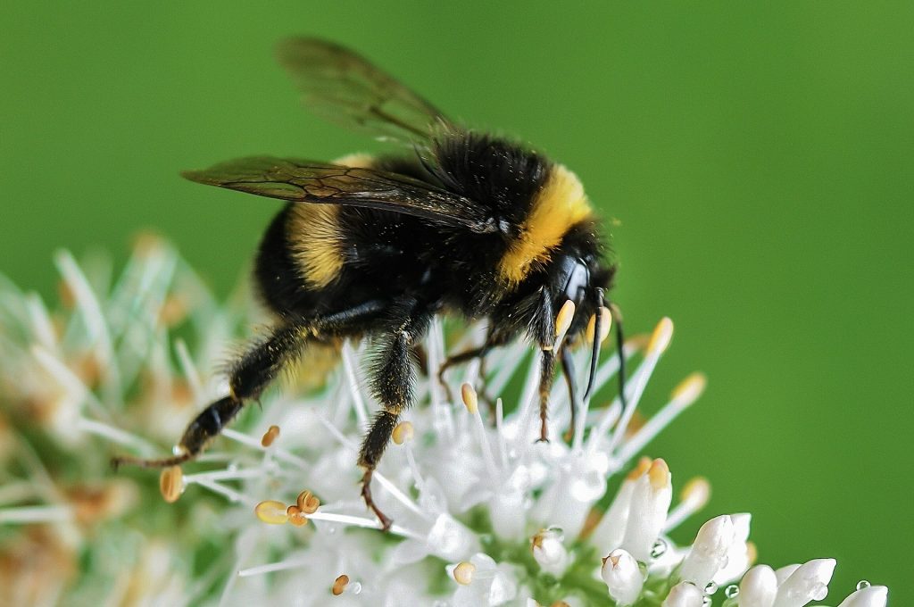 Turkish bee found in a suitcase is a threat to the British species