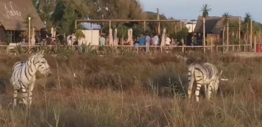 Safari temalı düğünde iki eşek zebra gibi boyandı, soruşturma başlatıldı