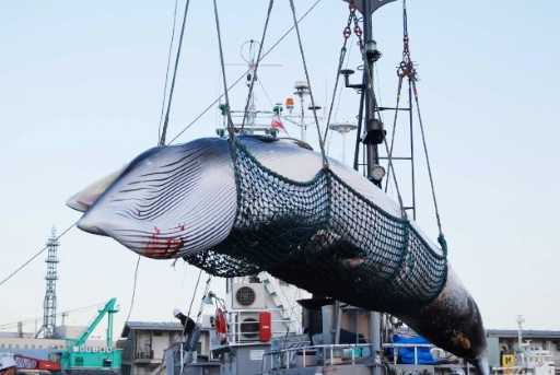 Japonya, 31 yıl sonra ticari amaçlı balina katliamına geri döndü