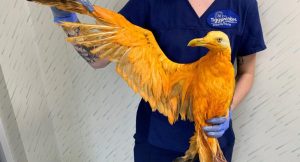 Hastaneye götürülen turuncu kuşun kimliği ortaya çıktı