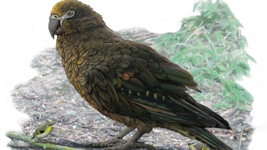 Yeni Zelanda’da 19 milyon yıl önce yaşayan 1 metrelik papağanın fosili bulundu