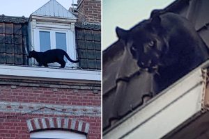 Çatıda gezinen kara panter görenleri şaşkına çevirdi