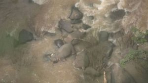 Tayland’da ‘şelaleden düşen yavru fili kurtarmaya çalışan’ 11 fil öldü