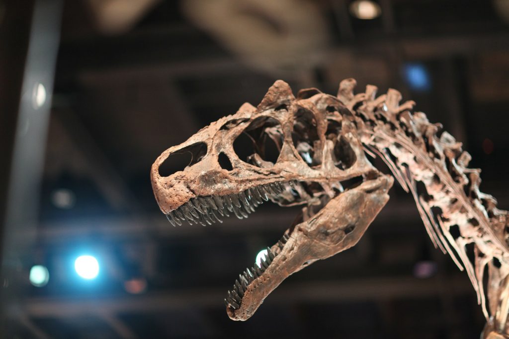 Tayland’da yeni bir dinozor türü bulundu