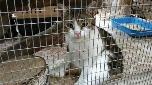 Kaçakçılıktan gözaltına alınan kedi firar etti