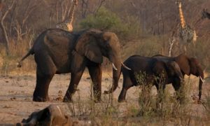 Kuraklık sebebiyle Zimbabve’de 200’den fazla fil öldü