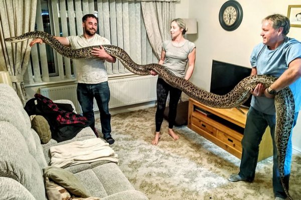 Aile yanında yaşayan dünyanın en uzun yılanı