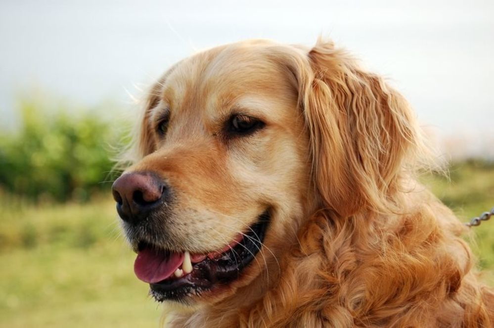 Londra’da 32 bin pound yıllık maaşla köpek bakıcısı ilanı