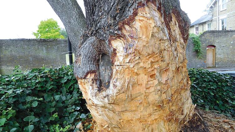 90 yıllık ağacı kesene £60 bin ibretlik ceza