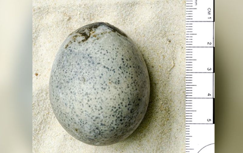 İngiltere’de Roma Dönemine ait tavuk yumurtası bulundu