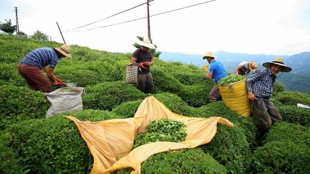 Türkiye’de çay üretimi Economist dergisinde