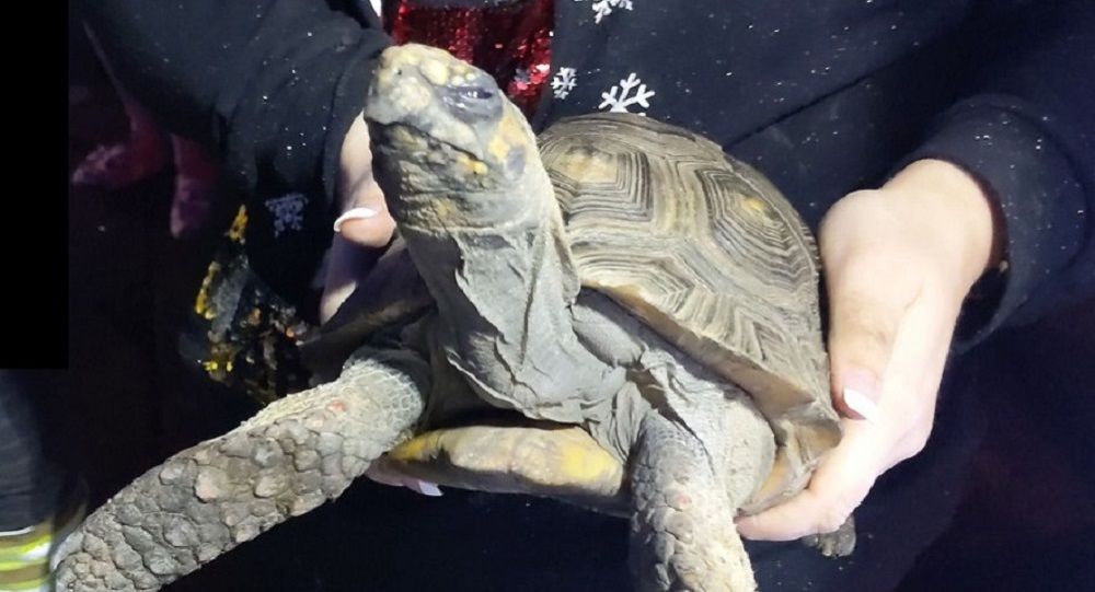 Noel kutlamasına götürülmeyen kaplumbağa evi yaktı