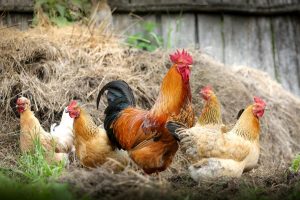 Bird flu outbreak in Suffolk leads to chicken slaughter
