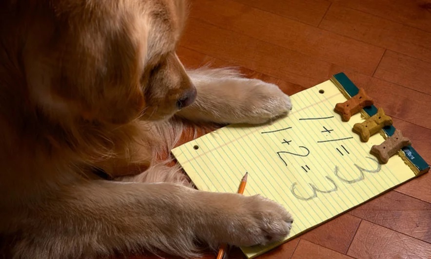 Araştırmalar köpeklerin matematikte başarılı olduğunu kanıtladı