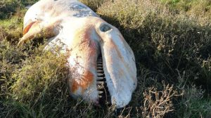 İngiltere kıyılarına vuran katil balinanın midesinden plastik atık çıktı