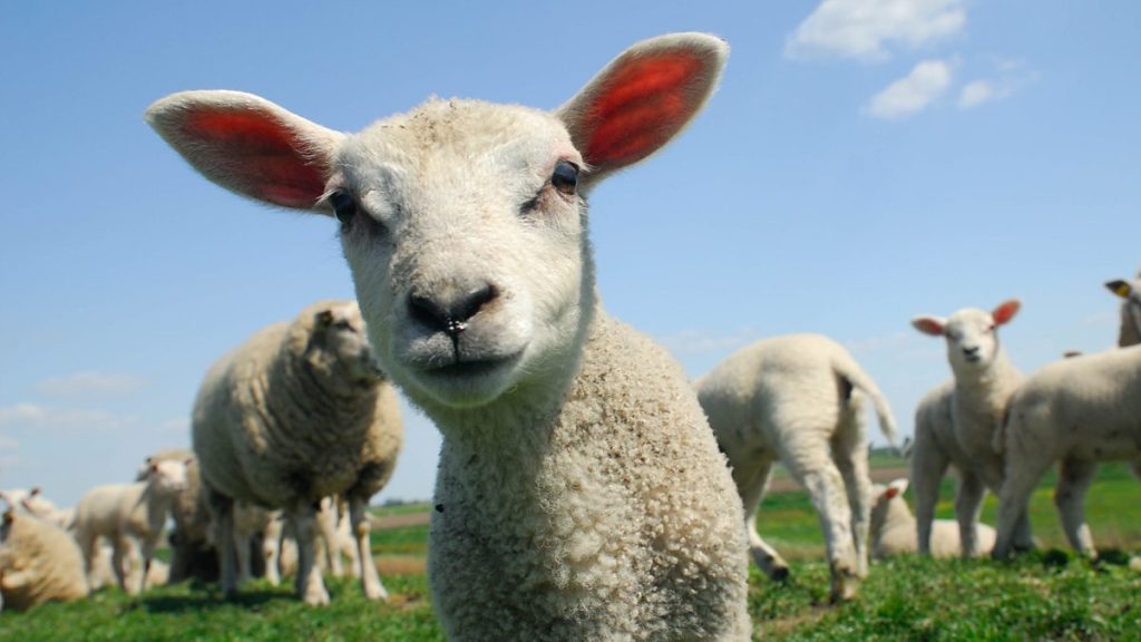 İngiltere’de organize koyun hırsızlığı