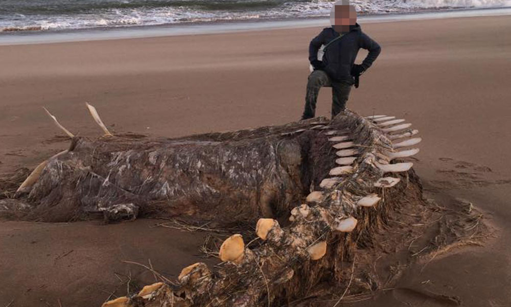 Ciara fırtınasından sonra İskoçya’da karaya vuran devasa iskelet görenleri şaşırttı