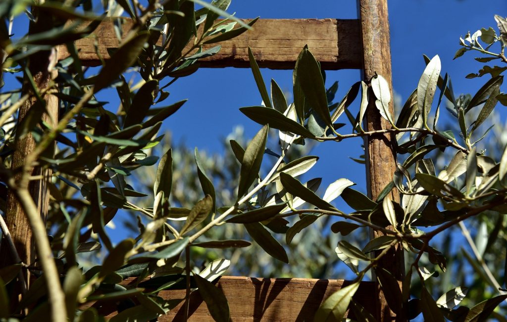 UK restricts olive tree imports to halt infection
