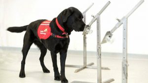 İngiltere’de arama köpekleri koronavirüs tespiti için eğitiliyor