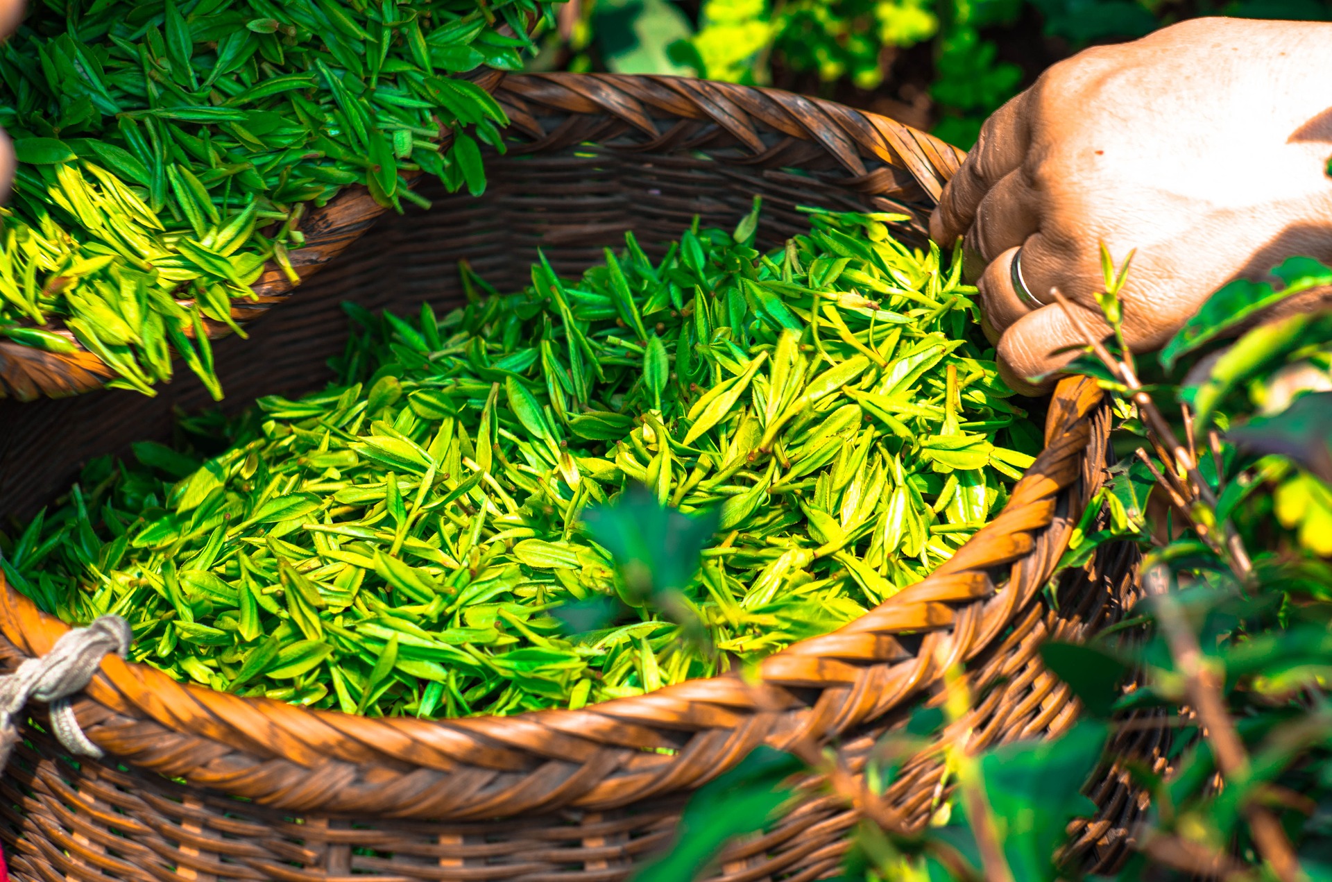 Листья чая китайского. Чайный лист. Листья чая. Зеленый чай листья. Зеленые чайные листья.