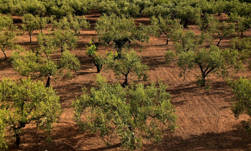 Deadly olive tree disease across Europe ‘could cost billions’