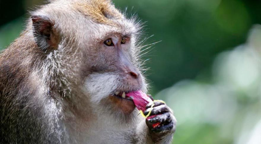 Oxford’da geliştirilen aşının maymunları iyileştirdiği öne sürüldü