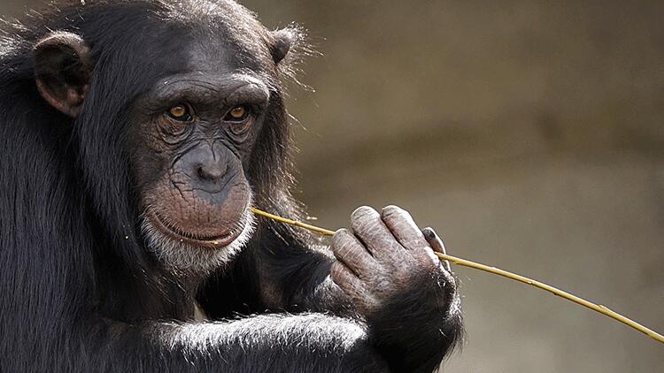 “İnsanlar maymunlara Koronavirüs bulaştırabilir”