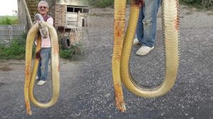 4 metrelik dev yılanı tüfekle öldürdü