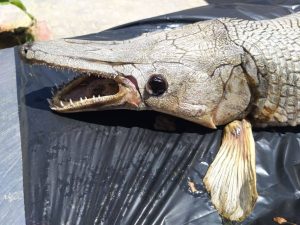 KKTC’de Gönyeli Barajı kıyısında timsah balığı bulundu