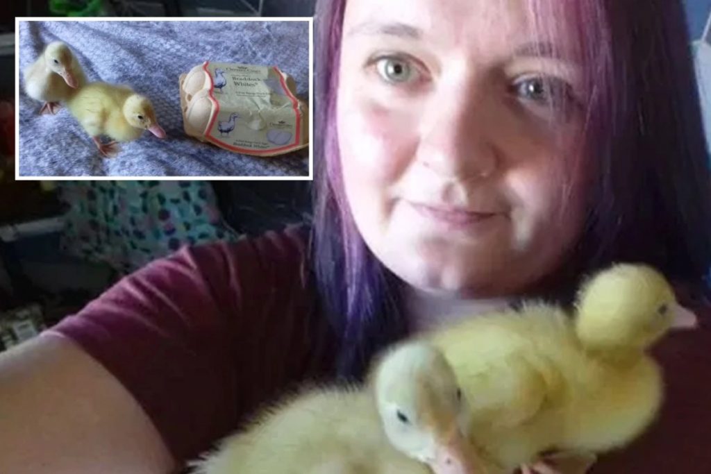 Genç kadın Waitrose’dan aldığı yumurtadan ördek çıkarttı