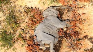 Botsvana’da iki ay içerisinde 350 fil gizemli bir şekilde öldü